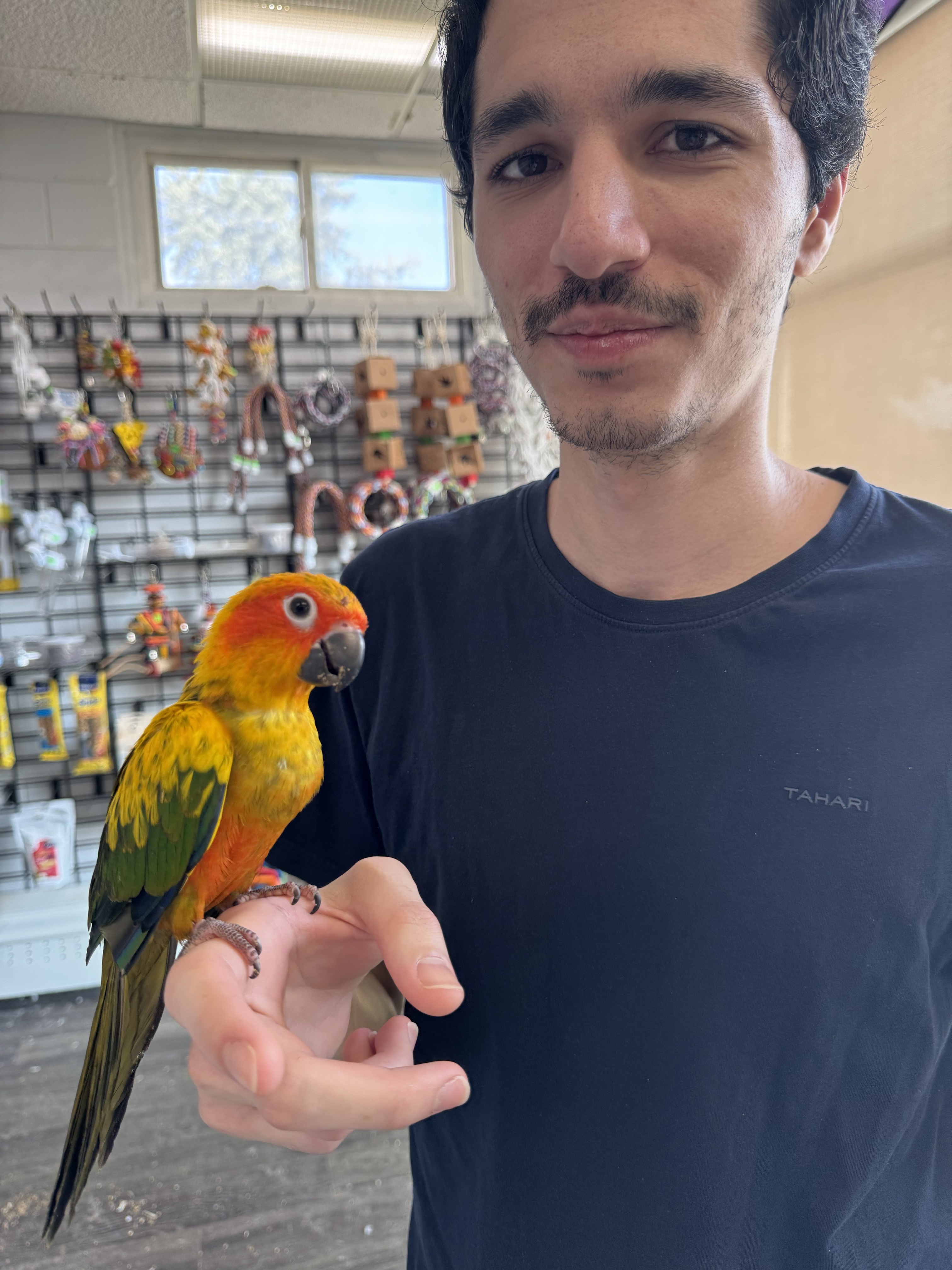 Saleh Zare Zade holding a sun conure